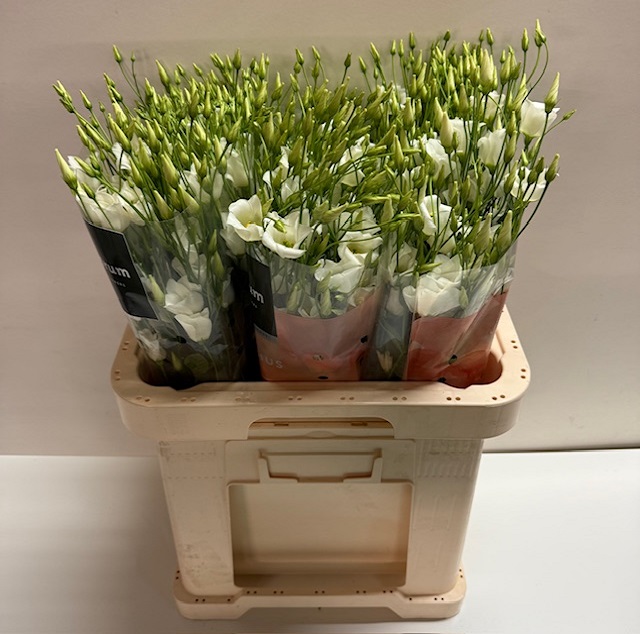 Lisianthus si botanic white.jpg
